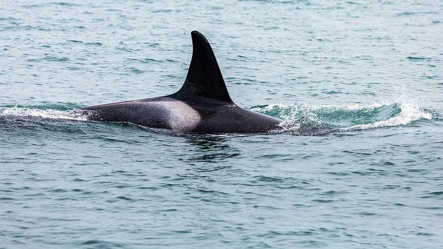 Killer Whale Orca Photograph by Alex Mironyuk