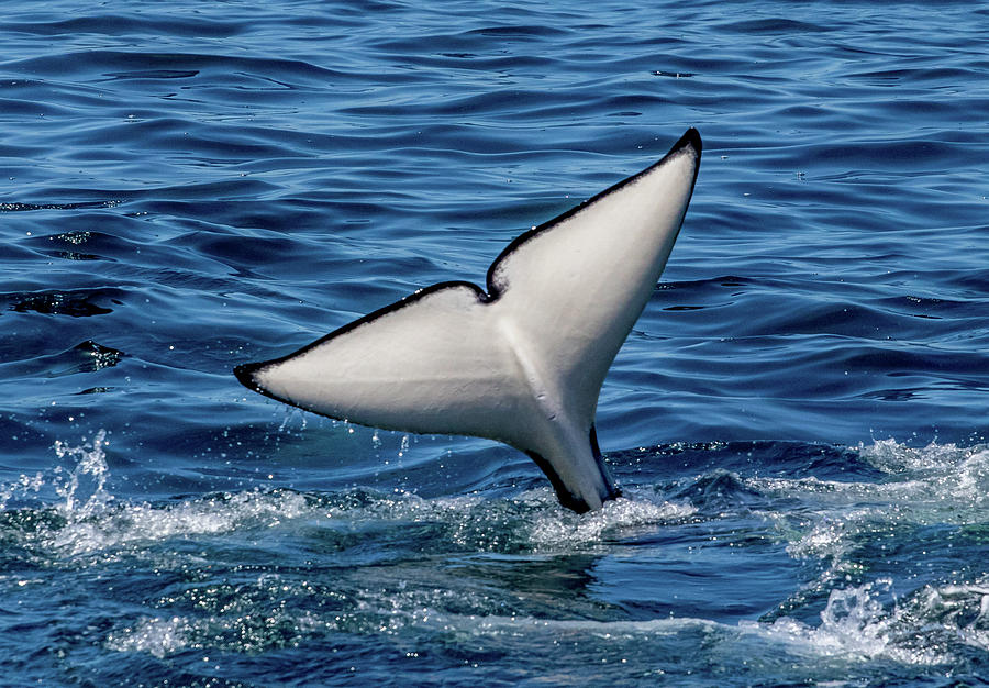 Killer Whale Tail Flukes Photograph by Randy Straka