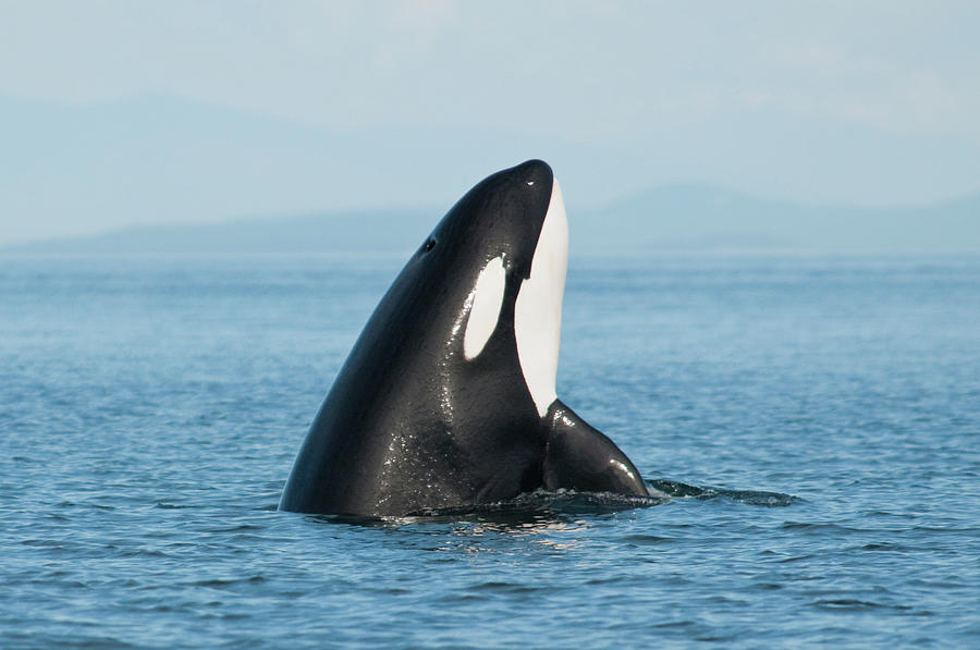 Killer Whale Photograph by Taken By Amanda Fletcher