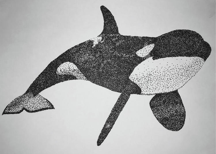 Killer Whale Drawing by Valerie Sroka