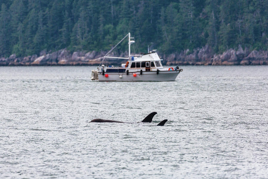 Killer Whales in Kenai Fjords 5 Photograph by Alex Mironyuk