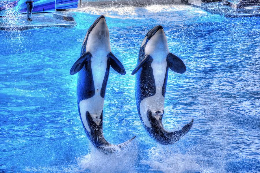 Orlando Photograph - Killer Whales by Randy Dyer