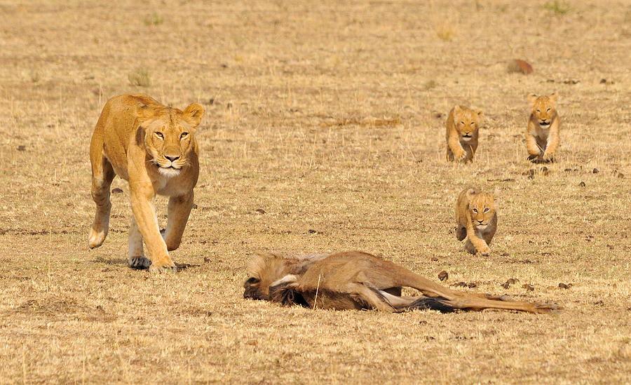 Lion Photograph - Killing School by Bjoern Alicke
