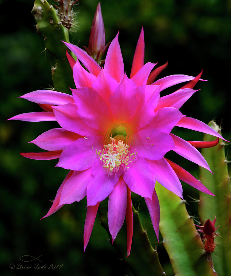 Kimnachs Pink Orchid Cactus, Vertical Portrait Photograph by Brian Tada