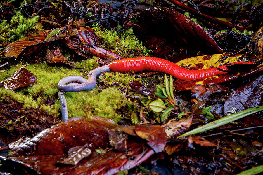 Kinabalu Giant Red Leech Feeding On Kinabalu Giant Photograph by Paul ...