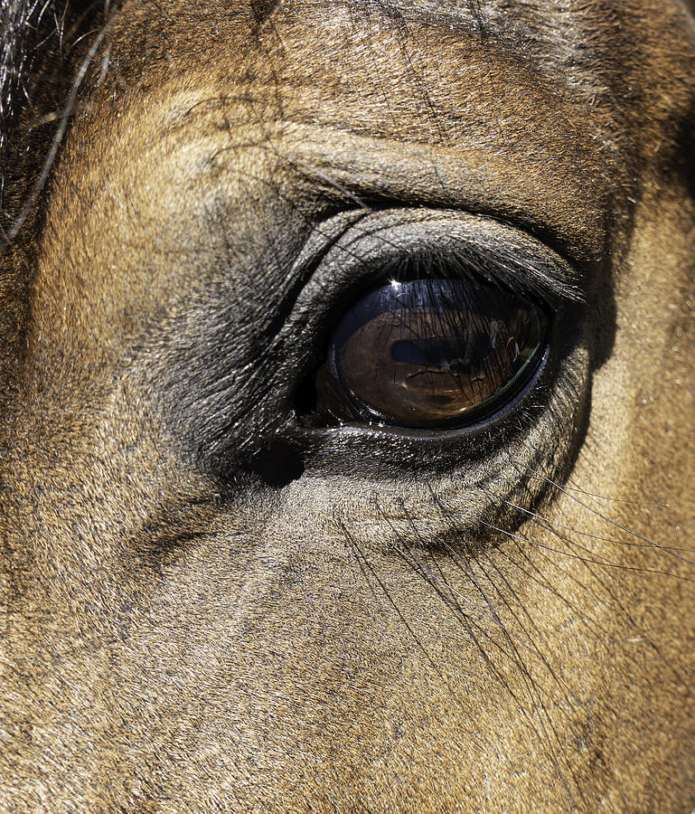 Animal Photograph - Kind Eye by Phil And Karen Rispin