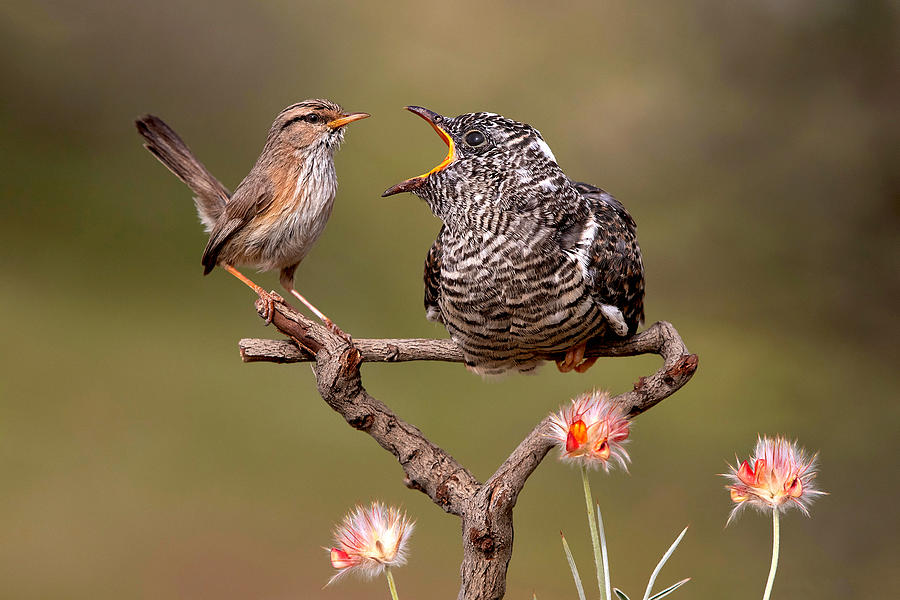Kindness In Birds Photograph by Pphgallery