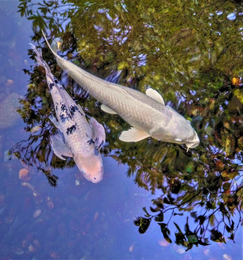 Kindred Koi Photograph by Peter Mooyman