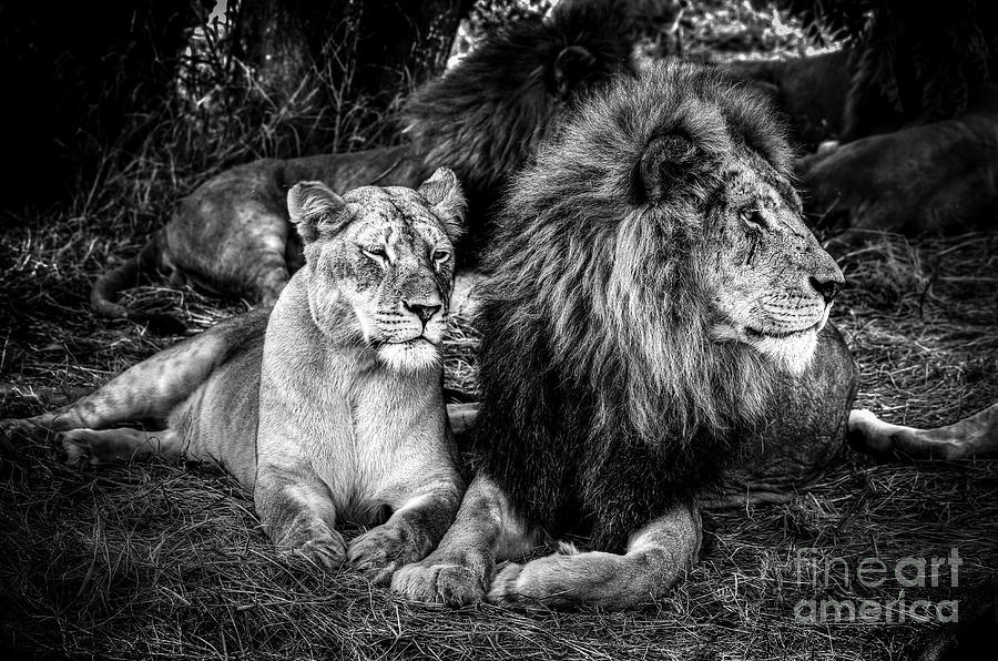 King And Queen Photograph by Wildacad