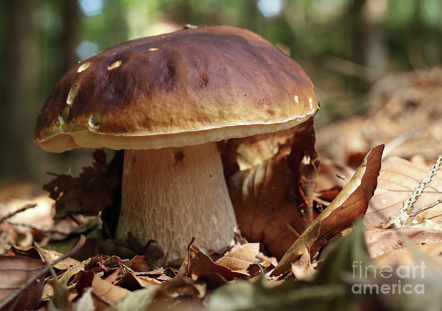 King boletus - edible mushroom Photograph by Michal Boubin