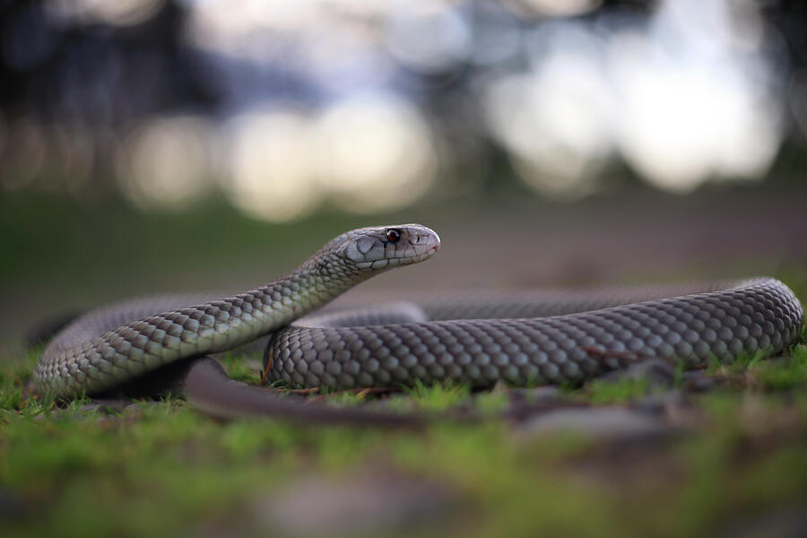 Wildlife Photograph - King Brown Snake Central Queensland by Robert Valentic / Naturepl.com