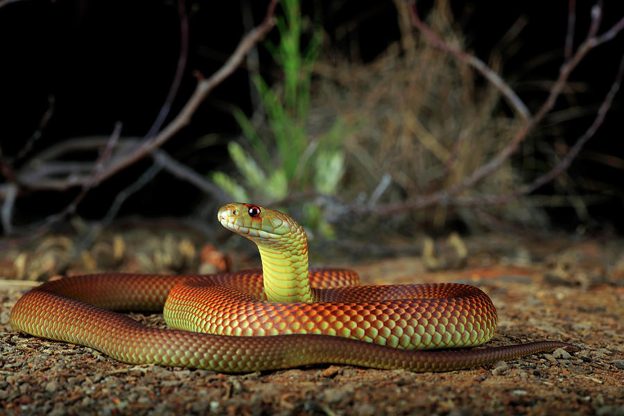 Wildlife Photograph - King Brown Snake Male Animal Sub-adult Near The Town Of St by Robert Valentic / Naturepl.com