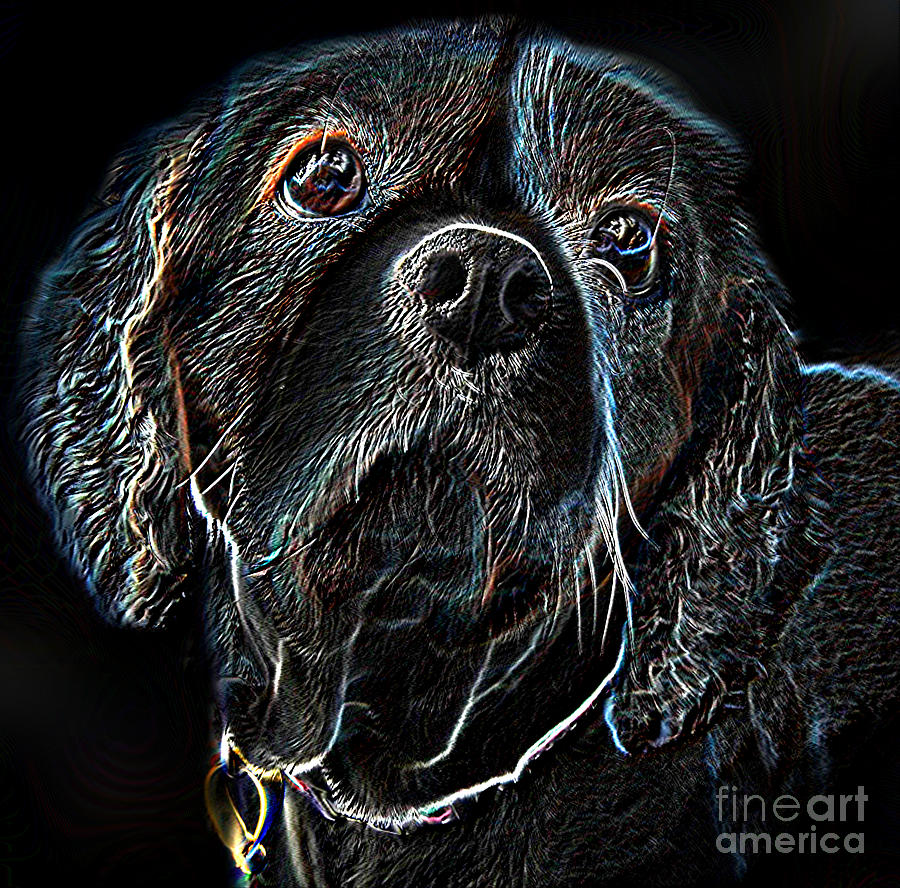 Dog Digital Art - King Charles Cavalier Portrait - Digital Art by Roy Jacob