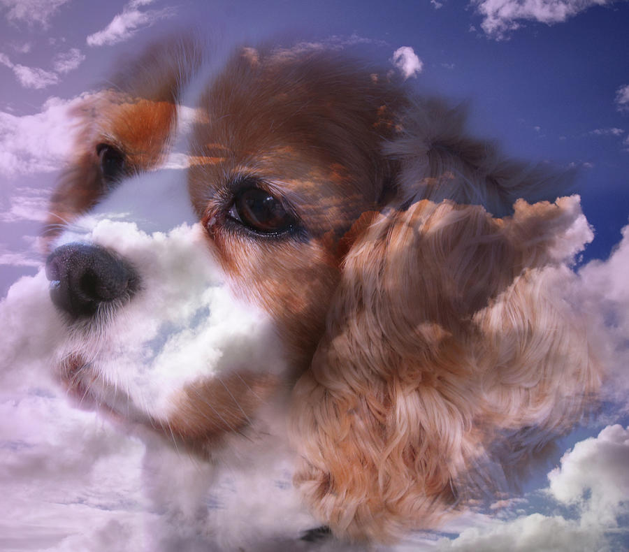 King Charles Cavalier Portrait -  In The Clouds Photograph