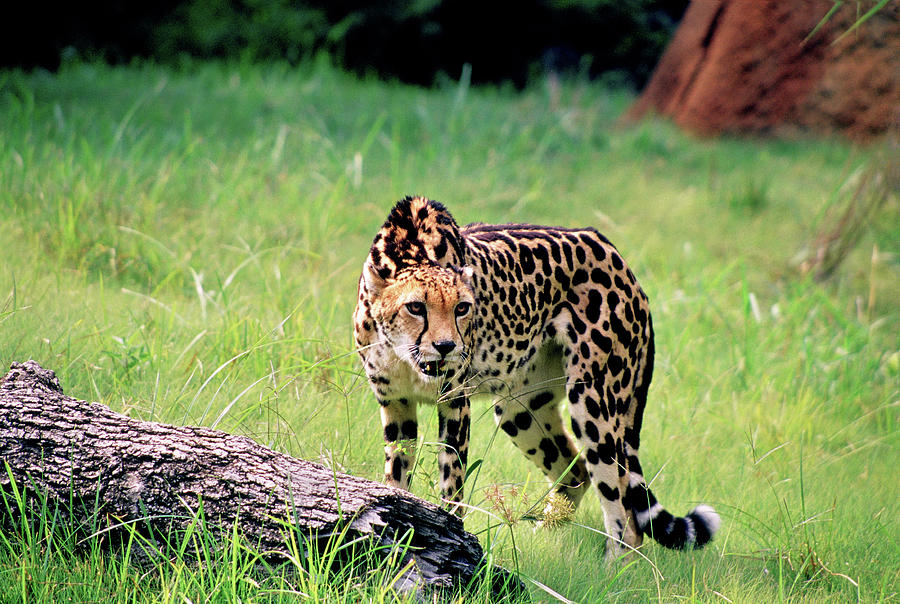 King Cheetah Photograph by Fred Hood - Fine Art America