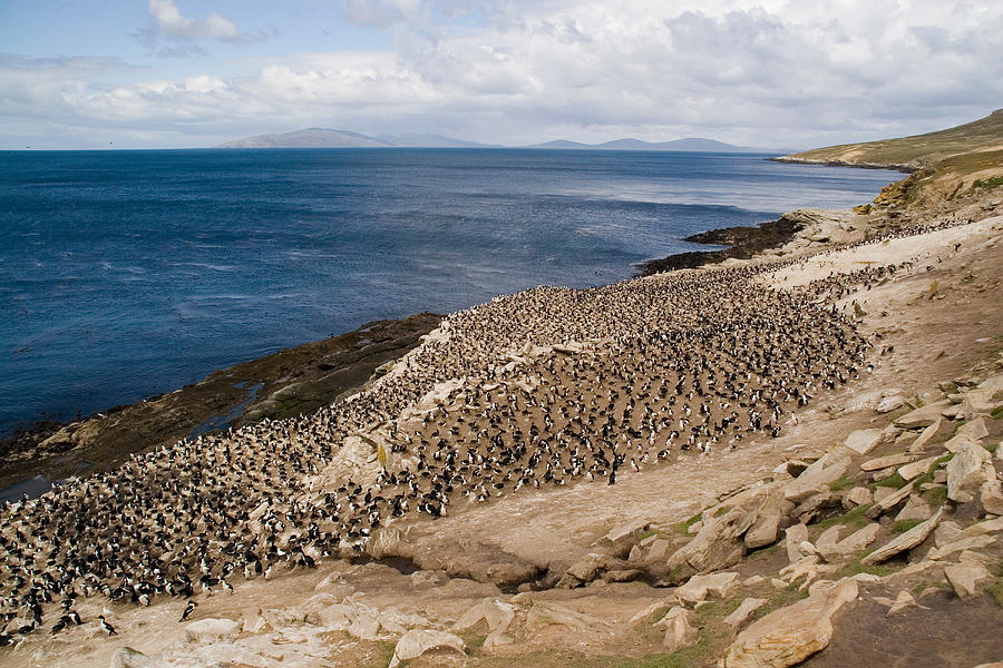 King Cormorant Colony Photograph by David Hosking - Fine Art America