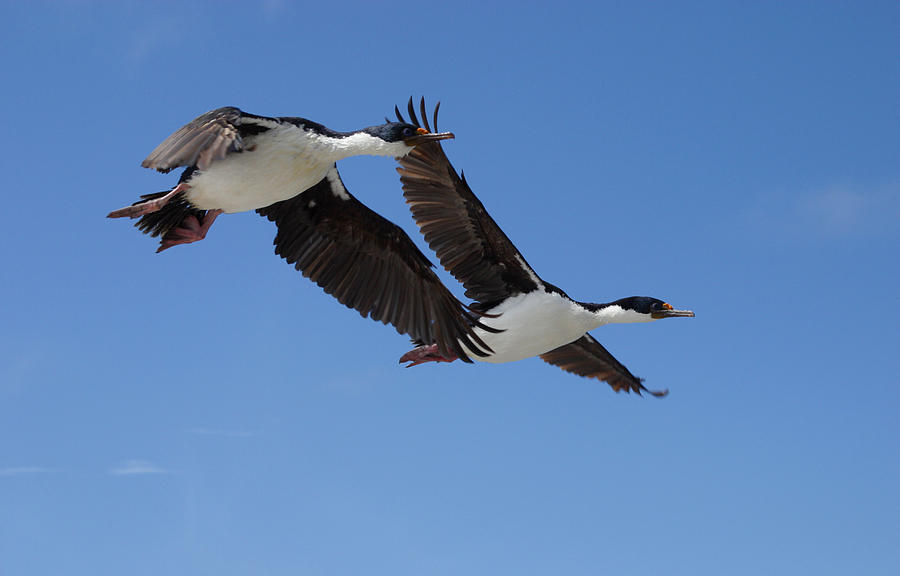 King Cormorants Photograph by David Hosking