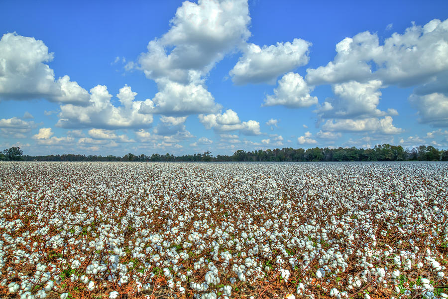 King Cotton Field And Cotton Sky Farming Scene Landscape Art Photograph by Reid Callaway
