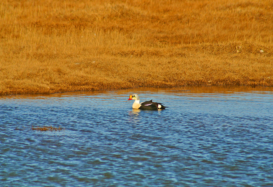 King Eider in Pond Photograph by Anthony Jones