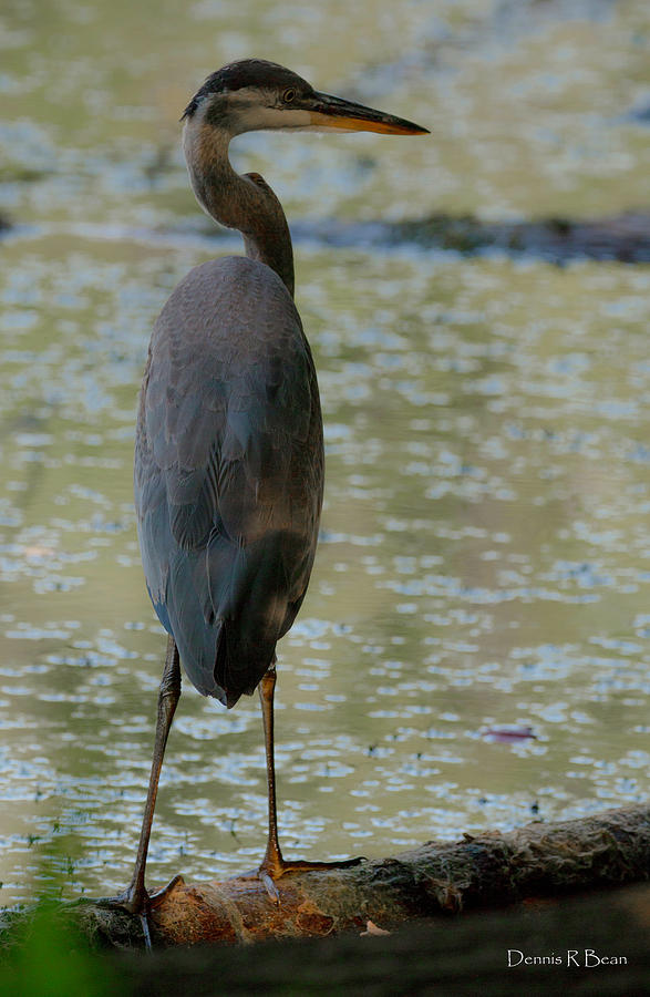 King Heron Ii Photograph By Dennis Bean - Pixels