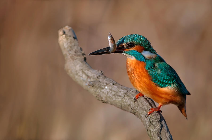 Kingfisher Photograph - King by Ibrahim Canakci