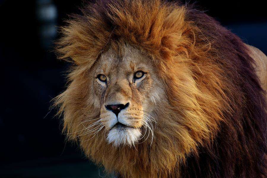 King lion Photograph by Top Wallpapers