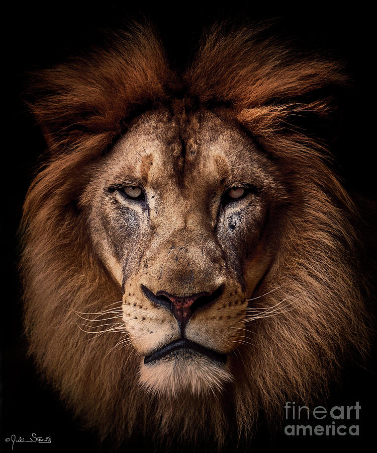 King Of The Beast Photograph
