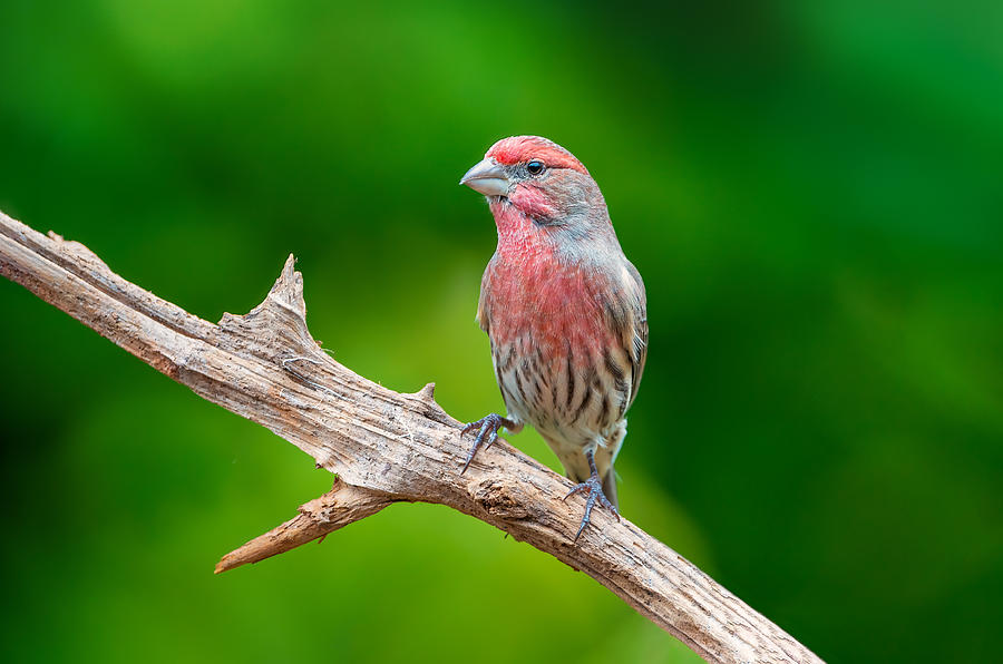 Finch Photograph - King Of The Branch by Jeff Graham