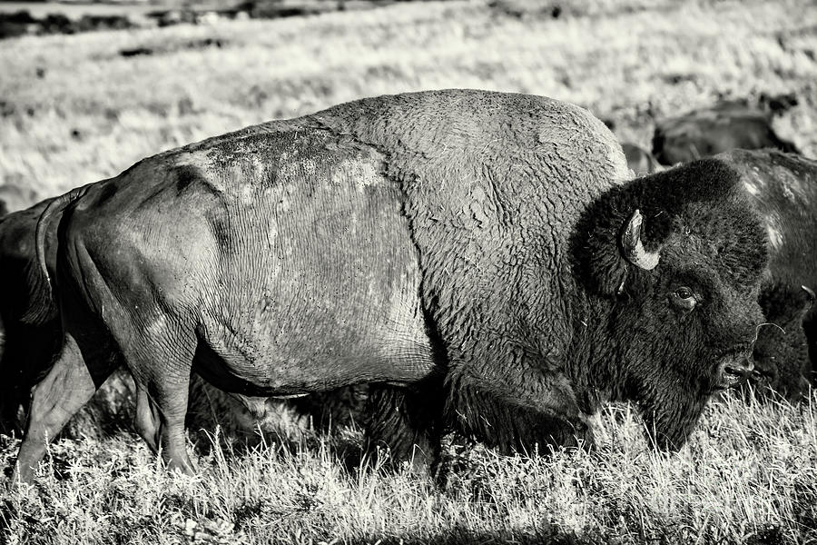 King Of The Herd Bw Photograph