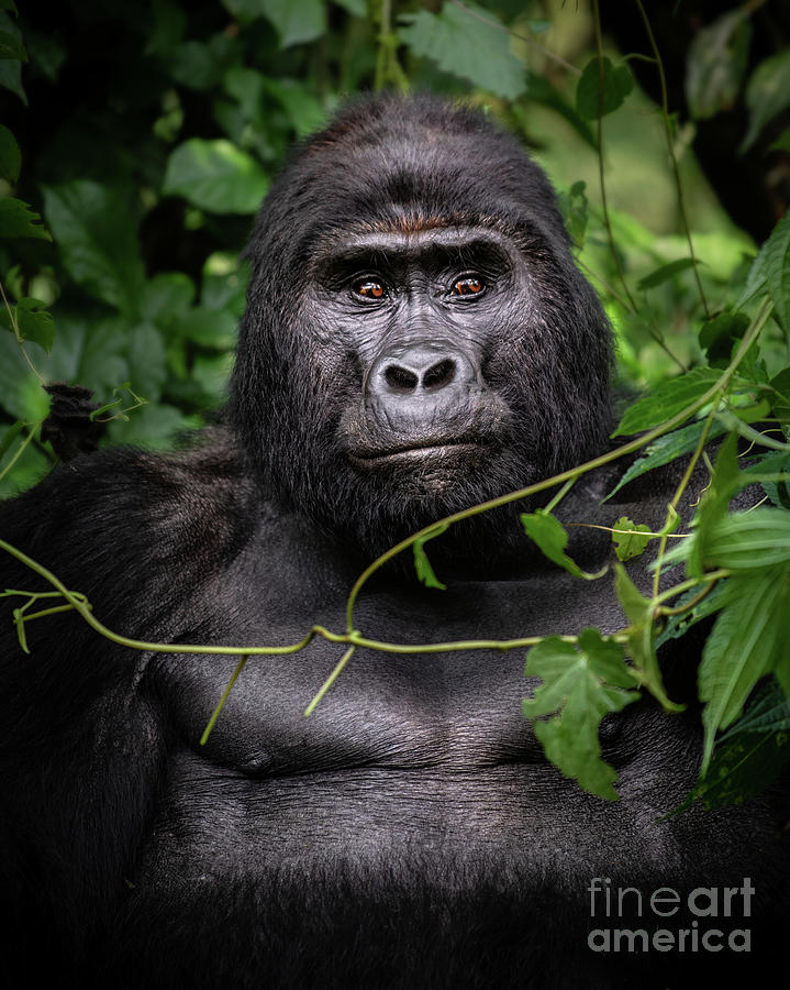 Gorilla Photograph - King of the Jungle by Jamie Pham