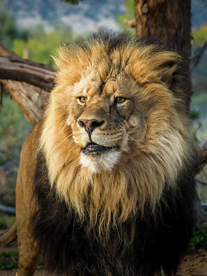 King Of The Jungle Photograph By Kay Wilson