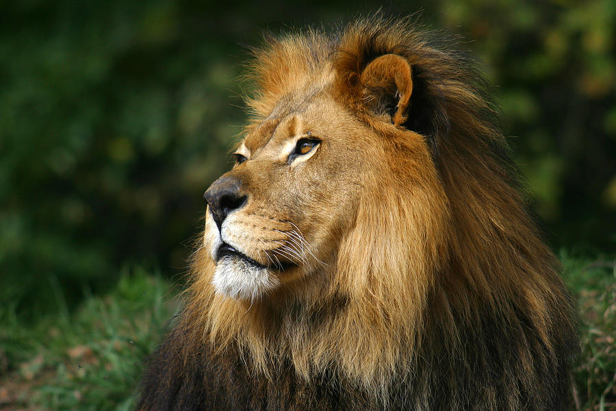 King Of The Jungle Photograph by Toddsm66