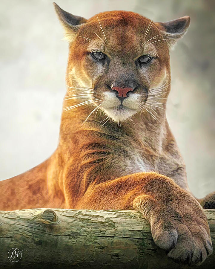 King of the Mountain Digital Art by Rick Wiles - Fine Art America