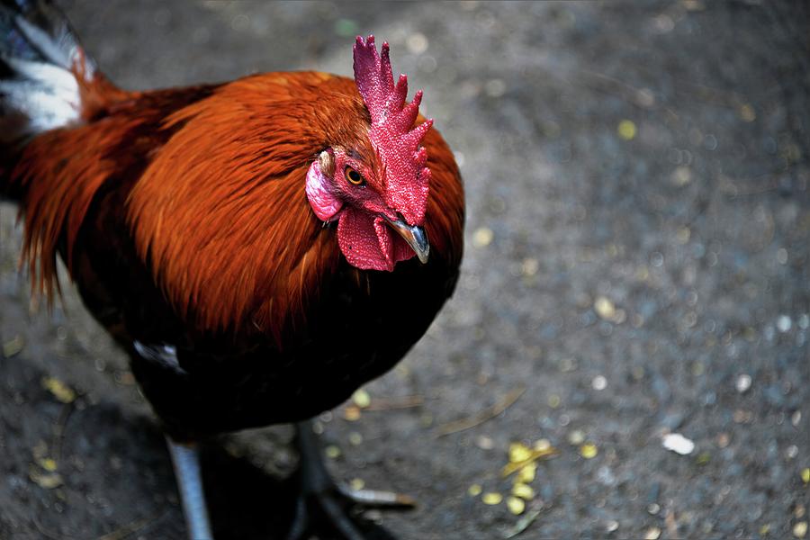 Red Rooster Photograph - King of the Parking Lot by Heidi Fickinger