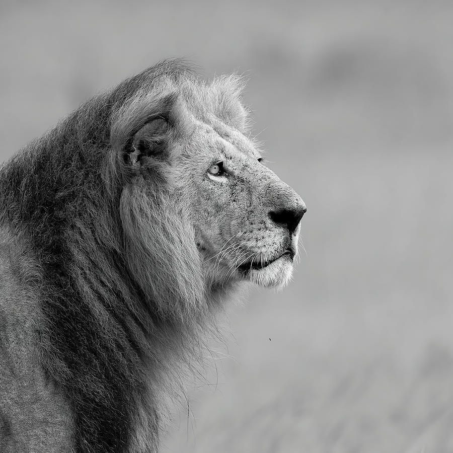 King Of The Prairie Photograph by Phillip Chang - Fine Art America