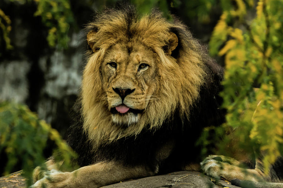 King of the Pride Photograph by Laddie Halupa