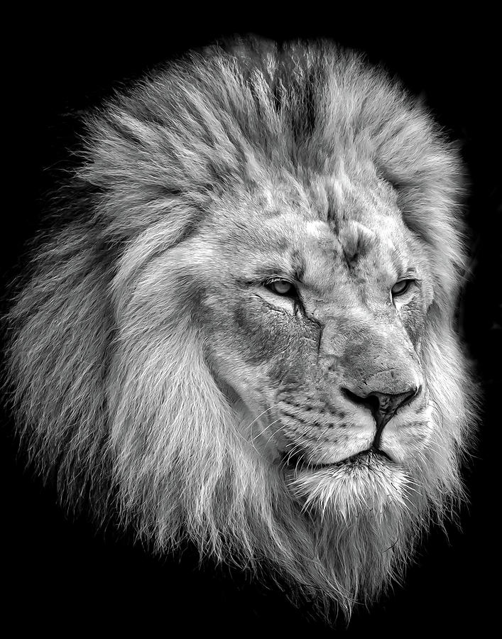 King Of The Pride Photograph by Steve Marler - Fine Art America