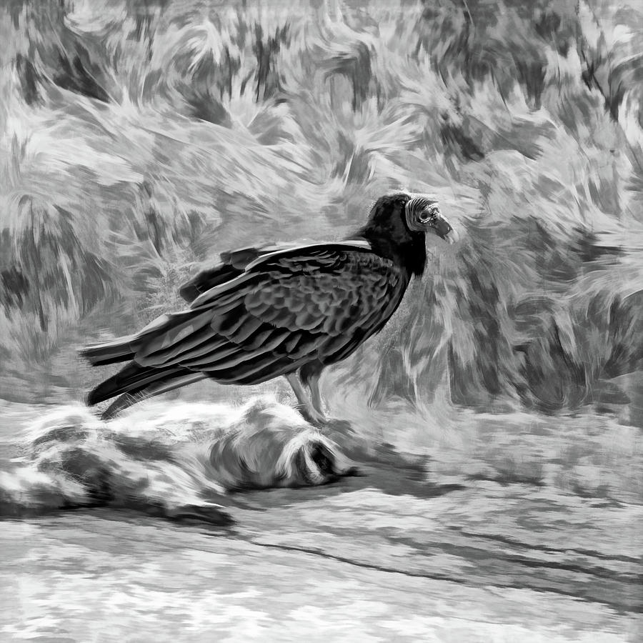 King Of The Roadkill - Paint Bw Photograph