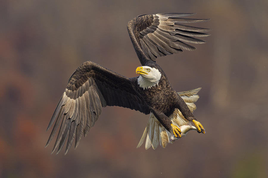 King Of The Sky Photograph by Mountain Cloud - Fine Art America