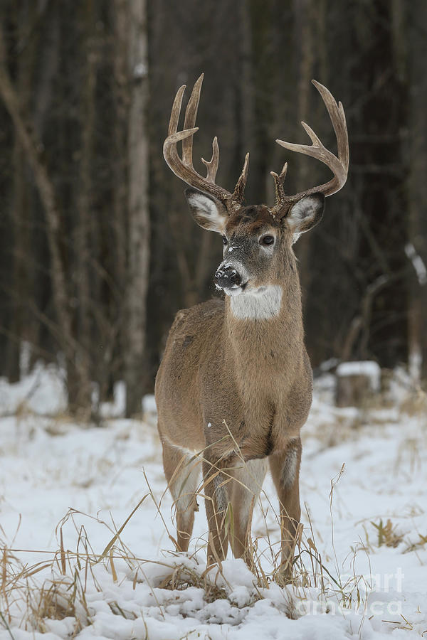 King of the woods Photograph by Russell Myrman