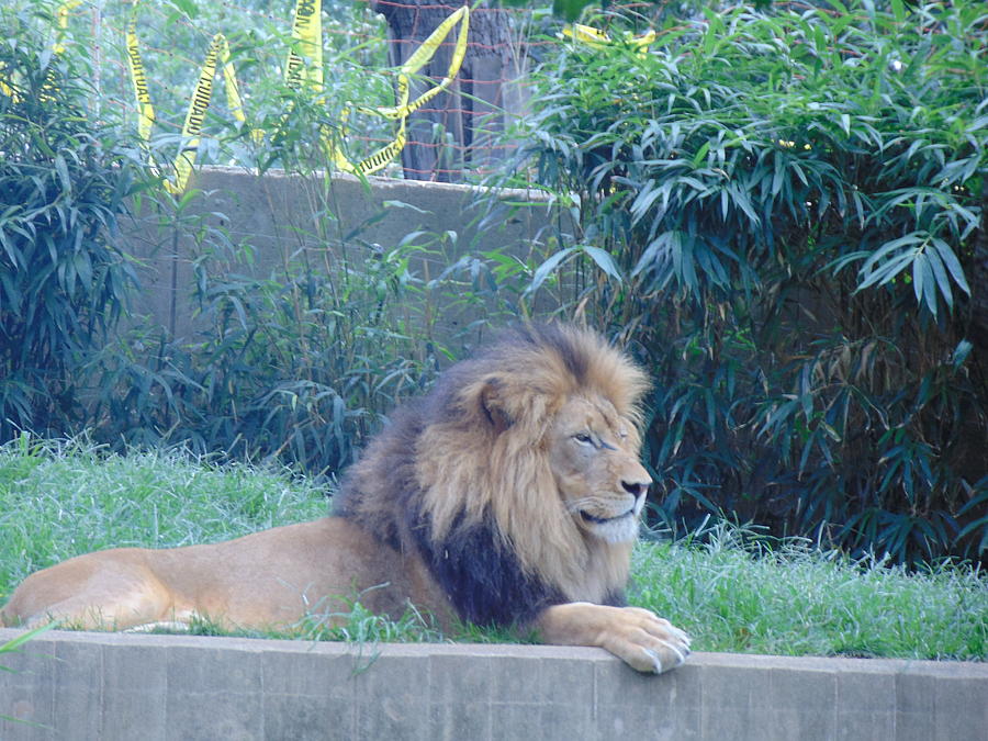 King of the Zoo Photograph by Antonio Moore