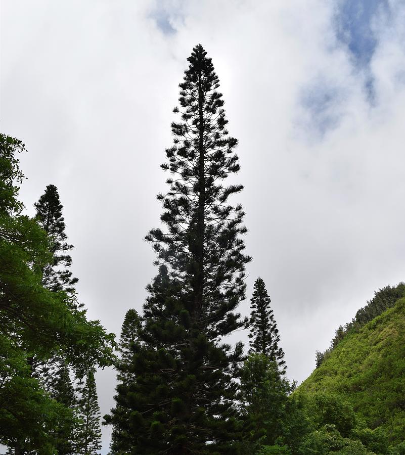 Lone Pine Trees@Kepaniwai Heritage Gardens,Maui Photograph by Bnte Creations