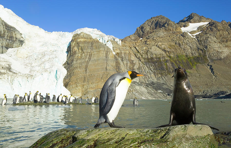 King Penguin And Female Antarctic Fur Photograph by Eastcott Momatiuk