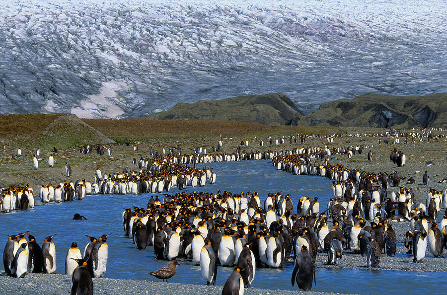 King Penguin Aptenodytes Patagonicus Photograph by Art Wolfe
