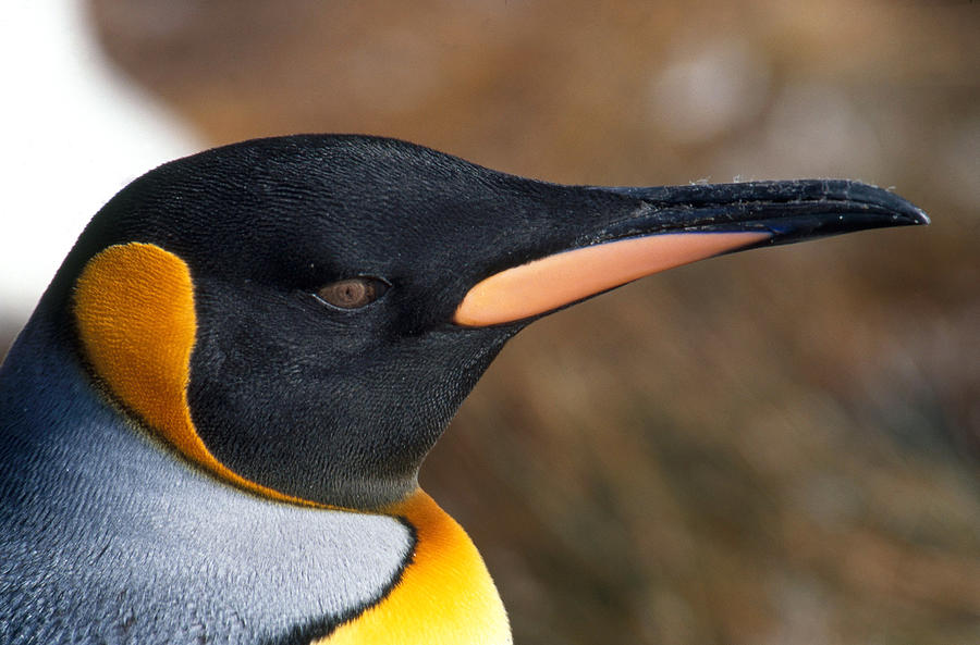 King Penguin Aptenodytes Patagonicus Photograph by David Hosking