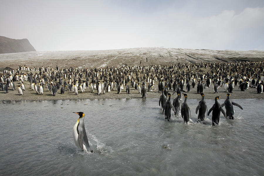 King Penguin Aptenodytes Patagonicus Photograph by Paul Souders