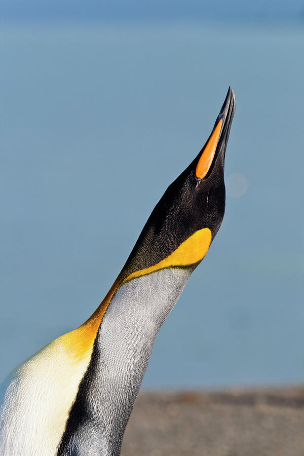 King Penguin, Aptenodytes Patagonicus, St. Andrews Bay, South Georgia, Antarctica Photograph by Konrad Wothe