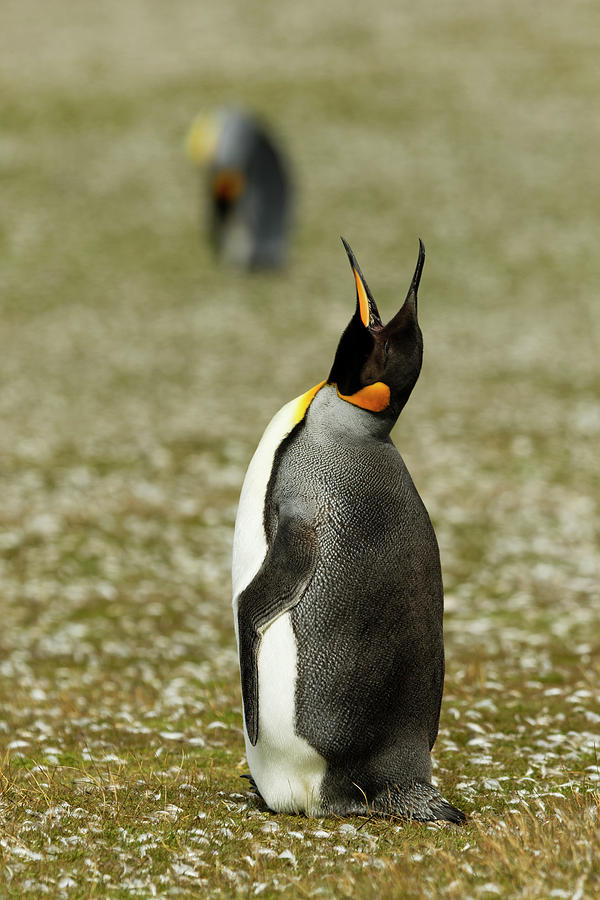 Adam Jones Photograph - King Penguin Calling, Volunteer Point by Adam Jones