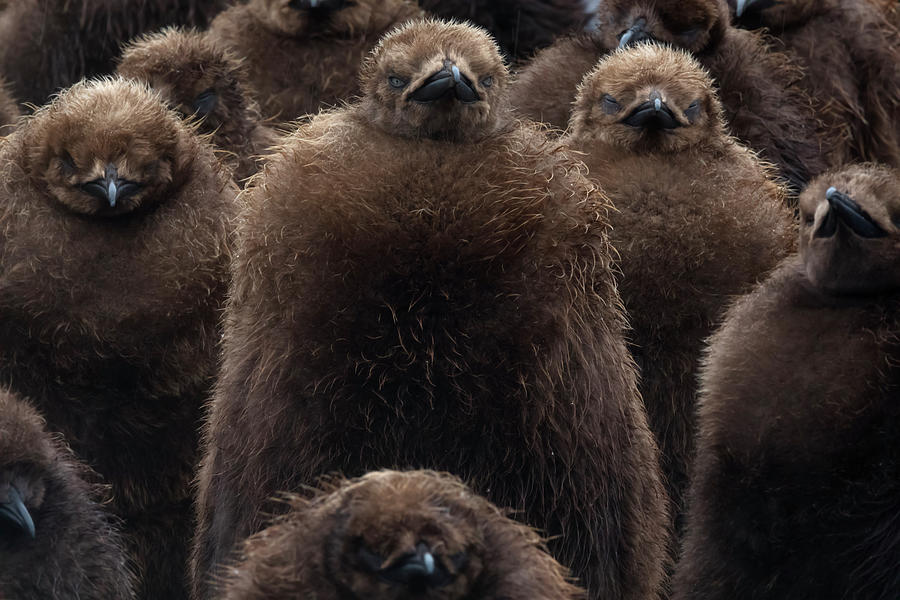 King Penguin Chick Creche, East Falkland, Falkland Islands Photograph ...