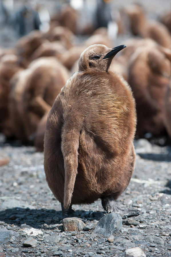 King Penguin Chick Photograph by Gabrielle Therin-weise
